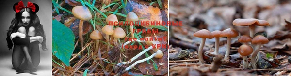 индика Бронницы